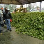 La yerba mate paraguaya, producto nacional con calidad de exportación, conquistó también el exigente mercado del arte culinario y de las bebidas