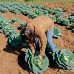 Aprueban estrategia para vincular Mipymes productoras con empresas proveedoras de alimentos escolares