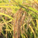 Productos paraguayos suman más de 20 nuevos mercados en el primer semestre del año