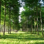 Duplicar la economía: Paraguay apuesta al sector forestal como motor de crecimiento