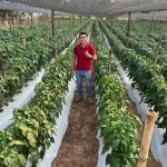 Emprendimiento agrícola crece con Hambre Cero y moviliza G. 300 millones en tres meses